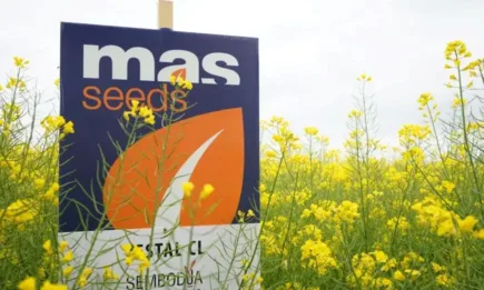 Рапичният хибрид Вестал CL - когато добра генетика попадне в ръцете на добър стопанин, растенията се отплащат щедро