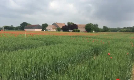 Триофлекс™ LQM® от ФМС - сигурно и надеждно решение за контрол на всички широколистни плевели при всички житни култури