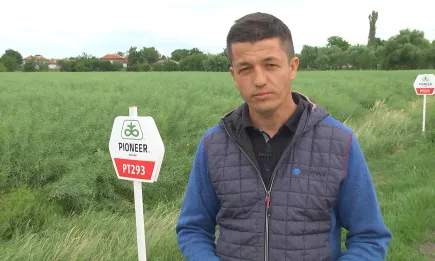 Отлична рапица, с изобилие от пълни със семена шушулки