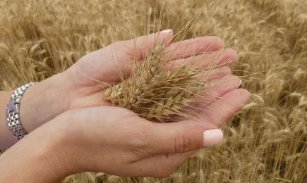 Черноморската пшеница отбеляза 7-годишен връх в цената си