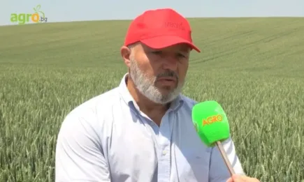 Пшеницата Каронте ще надмине постиженията от миналата година