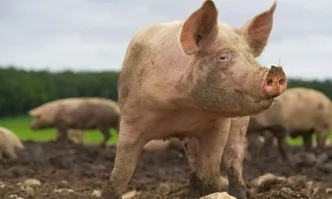 Нови огнища на африканска чума при домашни свине и случаи при диви свине в областите Русе и Благоевград