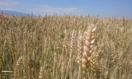 Причината за поскъпването на хлебното зърно са неблагоприятните метеорологични условия