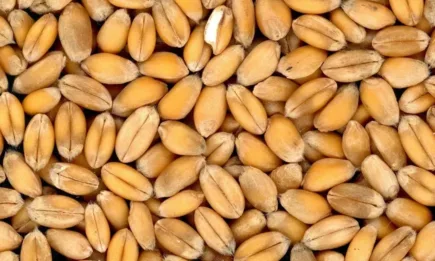 Котировките продава за хлебна пшеница са от 400.00 до 479.00 лв./тон, доставка DAP