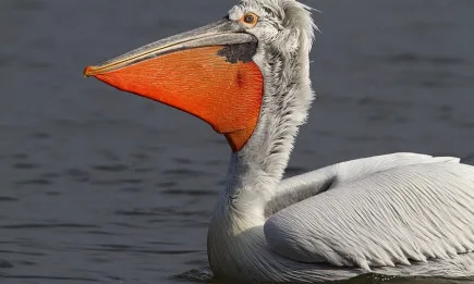 Нарисувай къдроглав пеликан, включи се международната арт инициатива withNature2020