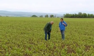 Водещи зърнопроизводители от Южна България: Сеем високодобивна селекция