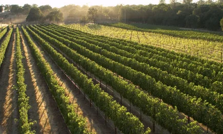 От 1 февруари стартира прием по мярката за инвестиции във винарските предприятия