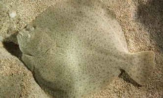 Квотата за улов на калкан за България и Румъния нараства с 32 % през следващата година