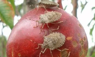 ЕК издаде списък с 20 карантинни вредители