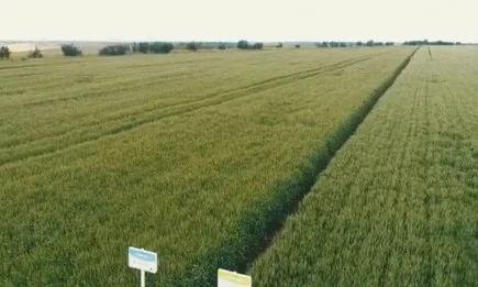 Как да имаме перфектни посеви