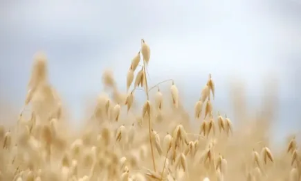 Задействана аварийна спирачка за внос на овес от Украйна