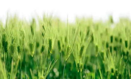 Седмична агрометеорологична прогноза 30.04.-05.05.2022 г.