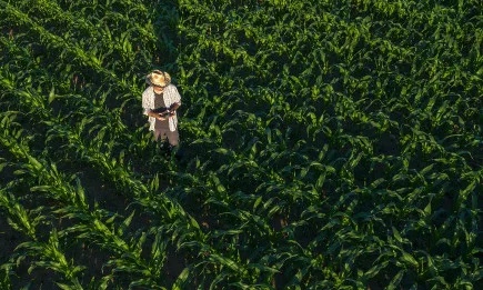 Революционни постижения от Байер в областта на нискостъблената царевица, подготвяни за представяне на пазара през 2023 г.