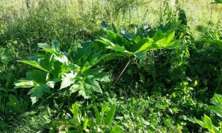 Внимавайте с опасните за хората и природата инвазивни чужди видове девисил!