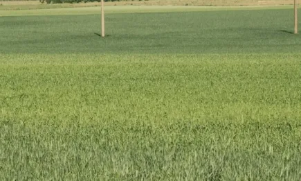 ЕС ще компенсира Полша заради украинската зърнена криза