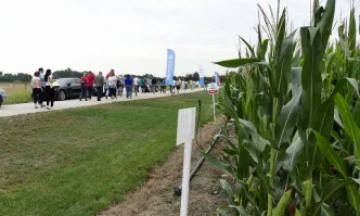 Перспективи пред новите хибриди царевица