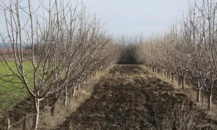 Голяма част от кайсиите в Силистренско са измръзнали