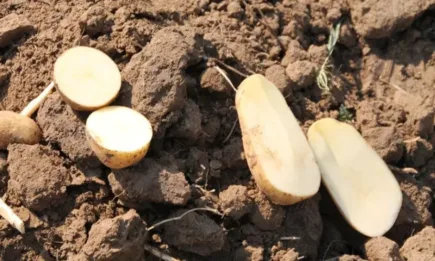 30 май е новият Международен ден на картофа