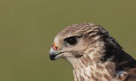 Живот за сокола обединява усилията на природозащитни организации в България и Южна Румъния