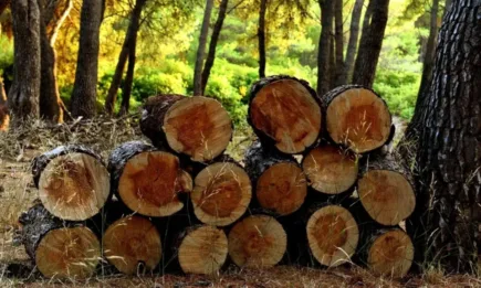 32 000 проверки през януари извършиха служители на ИАГ и РДГ