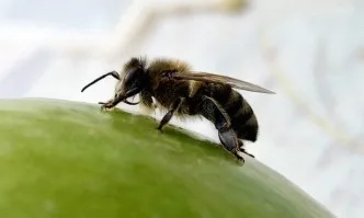 Пчеларите ще могат да изследват смъртността на пчелите с държавни пари