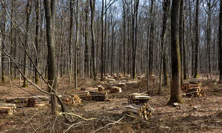2300 акта за установени нарушения са съставили от началото на годината служители в Изпълнителна агенция и регионалните дирекции по горите