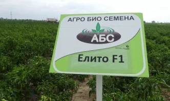 Елитът при пипера - ЕЛИТО F1