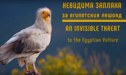 Невидима заплаха за египетския лешояд