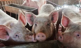 Африканската чума по свинете достигна и Южна Корея