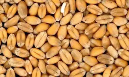 Има предлагане на хлебна пшеница от производител на начална цена от 660.00 лв./тон