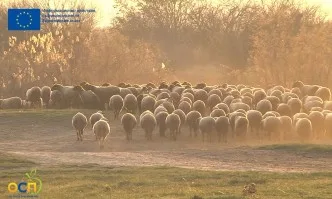 Малките стопанства са гръбнакът на земеделското производство в Европа