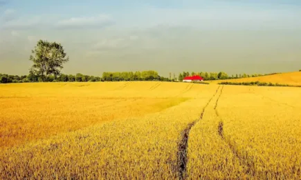 Два дни след прекратяването на черноморската инициатива за износ борсите в Чикаго и Париж вече реагират по-сериозно на новосъздалата се ситуация