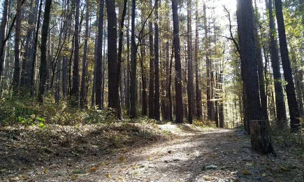 Да опазим горите от пожари!