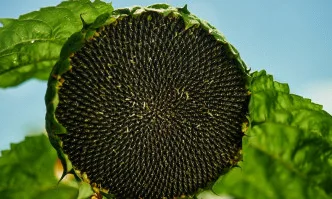 Растеж отвъд добива посредством нововъведения