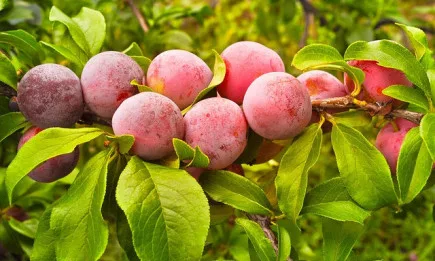 Семинар на тема: Селекция на нови сортове овощни видове устойчиви на биотичен и абиотичен стрес - предизвикан от климатичните промени