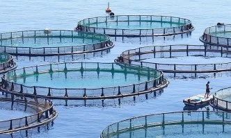 Доклад: около 9000 тона стопански улов на рибни продукти