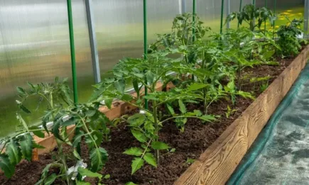 Критични минимални температури за земеделските култури в условия без снежна покривка не се прогнозират