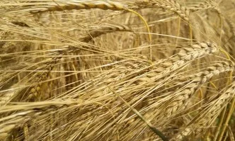 По 250 кг пшеница на глава от населението в ЕС