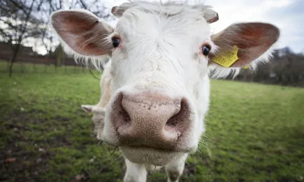 ДФ Земеделие обяви индикативния график на плащанията за Кампания 2021 г.