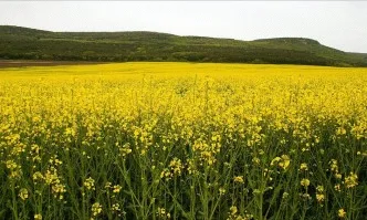 Оптимистични очаквания за рапичната реколта в ЕС