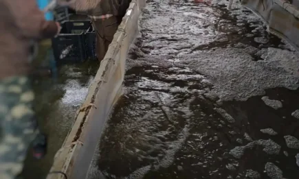 Риба от вида сом и бял амур беше иззета от търговските обекти на гр. Тутракан