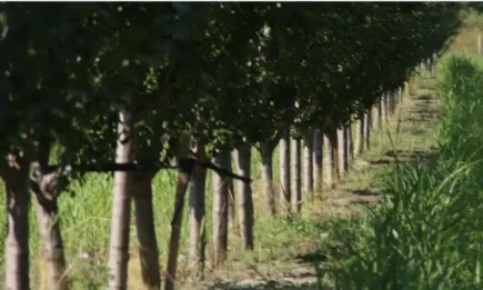 Отваря се допълнителен прием по държавната помощ за зимни пръскания