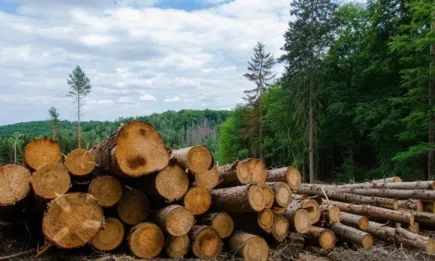 Министерството на земеделието и храните гарантира непрекъснатото осигуряване на дърва за огрев за местно население