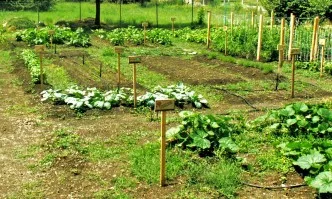 Площите с биопродукция в ЕС достигнаха 13,4 млн. хектара