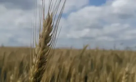 Светослав Станчев, земеделец: Тези сортове са устойчиви на болести