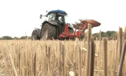Ти пари ми дай, не акъл