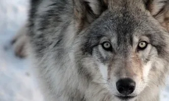 Ангела Меркел търси решение за намаляване на популацията