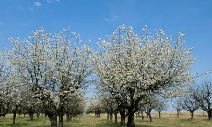 Седмична агрометеорологична прогноза за периода 29.03-04.04.2024