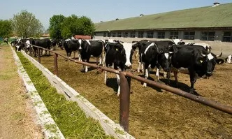 Определен е размерът на плащането по Схемите за преходна национална помощ за говеда, биволи, кози и овце- майки за 2019 г.