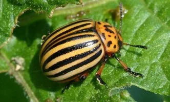 С 350 лева се увеличава ставката на хектар за борба с вредителите по картофите